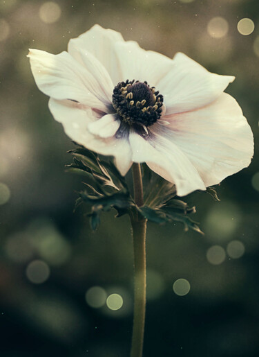 Photographie intitulée "Anemone Flower" par Tania Leocadio, Œuvre d'art originale, Photographie numérique