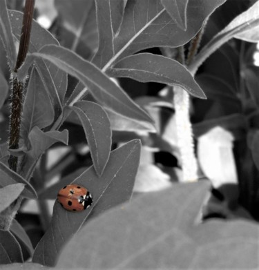 Photography titled "may beetle" by Tanja Niegsch, Original Artwork, Digital Photography