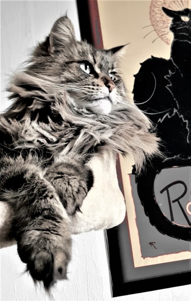 Photography titled "the cat" by Tanja Niegsch, Original Artwork, Digital Photography