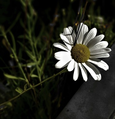 Photography titled "sunshine flower" by Tanja Niegsch, Original Artwork, Digital Photography