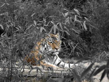 Photography titled "tiger" by Tanja Niegsch, Original Artwork, Digital Photography