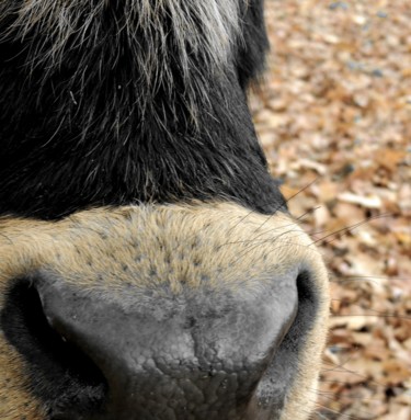 Fotografía titulada "big nose" por Tanja Niegsch, Obra de arte original, Fotografía digital