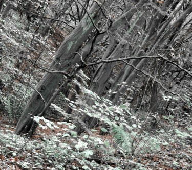 Fotografie mit dem Titel "wild forest" von Tanja Niegsch, Original-Kunstwerk, Digitale Fotografie