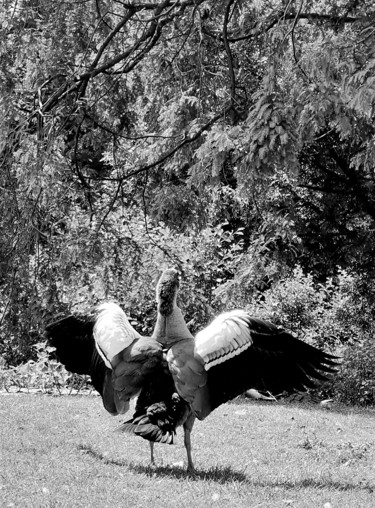 Fotografie mit dem Titel "egyptian goose II" von Tanja Niegsch, Original-Kunstwerk, Digitale Fotografie