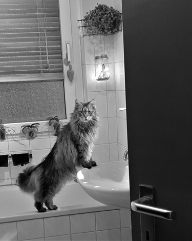 catlick Photographie intitulée "catlick" par Tanja Niegsch, Œuvre d'art originale, Photographie numérique