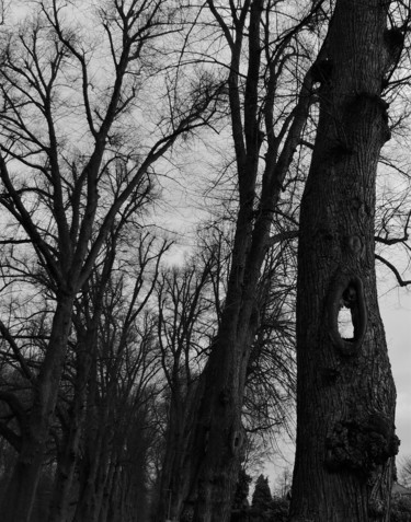 Fotografie mit dem Titel "crazy trees V" von Tanja Niegsch, Original-Kunstwerk, Digitale Fotografie