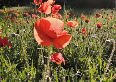 Photography titled "wild poppy-meadow V…" by Tanja Niegsch, Original Artwork, Digital Photography