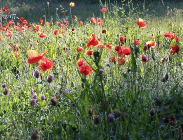 Photography titled "wild poppy-meadow X" by Tanja Niegsch, Original Artwork, Digital Photography