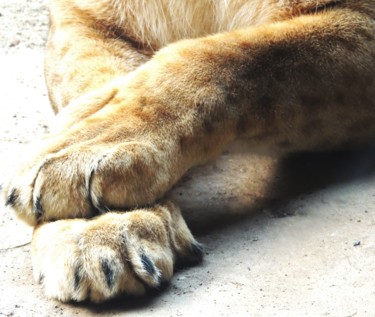Photographie intitulée "paws of a lion-girl" par Tanja Niegsch, Œuvre d'art originale