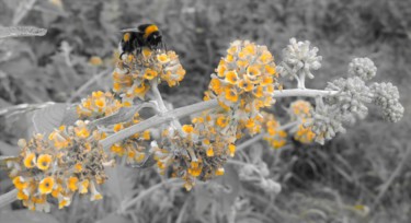 Photographie intitulée "Bumblebee" par Tanja Niegsch, Œuvre d'art originale
