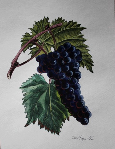 Painting titled "Grapes" by Tanya Firn, Original Artwork, Watercolor