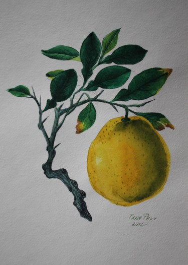 Painting titled "Lemon" by Tanya Firn, Original Artwork, Watercolor