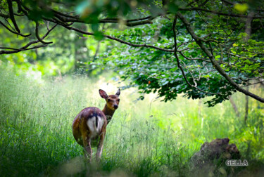 Photographie intitulée "Deer3" par Tanya Shark, Œuvre d'art originale, Photographie numérique