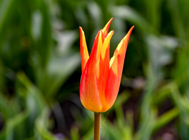 Photographie intitulée "Tulip" par Tanya Shark, Œuvre d'art originale, Photographie numérique