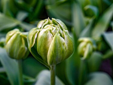 Фотография под названием "Green tulip" - Tanya Shark, Подлинное произведение искусства, Цифровая фотография