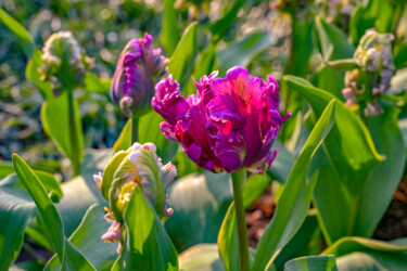 Fotografia zatytułowany „Purple tulip” autorstwa Tanya Shark, Oryginalna praca, Fotografia cyfrowa