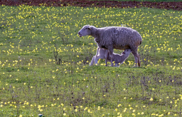 Fotografie getiteld "Sheep2" door Tanya Shark, Origineel Kunstwerk, Digitale fotografie