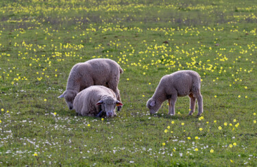 Fotografia zatytułowany „Sheep3” autorstwa Tanya Shark, Oryginalna praca, Fotografia cyfrowa