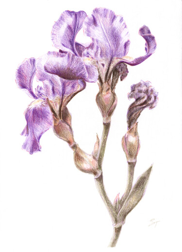 Рисунок под названием "Blooming and wiltin…" - Tanya Sviatlichnaya, Подлинное произведение искусства, Цветные карандаши