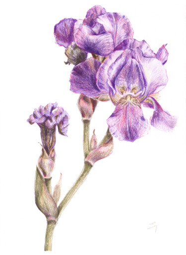 Рисунок под названием "Blooming and wiltin…" - Tanya Sviatlichnaya, Подлинное произведение искусства, Цветные карандаши