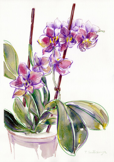 Painting titled "Blooming orchid" by Tanya Sviatlichnaya, Original Artwork, Watercolor