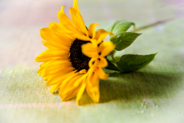 Photographie intitulée "Sunflower" par Alexander Tarasenkov, Œuvre d'art originale, Photographie non manipulée