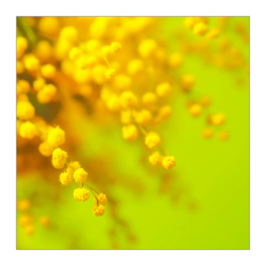 Fotografia zatytułowany „Mimosa flowers” autorstwa Alexander Tarasenkov, Oryginalna praca, Fotografia nie manipulowana