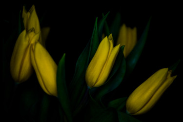 Photography titled "Yellow tulips on bl…" by Alexander Tarasenkov, Original Artwork, Non Manipulated Photography