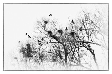 Fotografia zatytułowany „The rooks have arri…” autorstwa Alexander Tarasenkov, Oryginalna praca, Fotografia cyfrowa