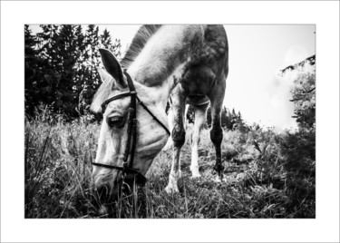 Fotografía titulada "Horse 1" por Alexander Tarasenkov, Obra de arte original, Fotografía no manipulada