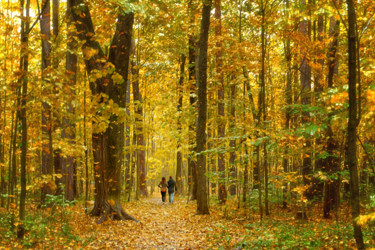 Фотография под названием "Mood Color - Autumn…" - Alexander Tarasenkov, Подлинное произведение искусства, Манипулированная ф…