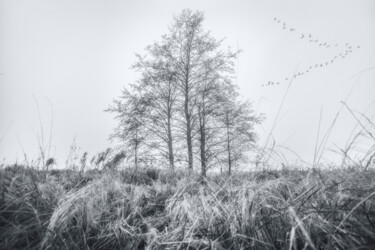 Fotografia zatytułowany „Mood Color - Autumn…” autorstwa Alexander Tarasenkov, Oryginalna praca, Fotografia cyfrowa