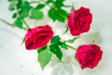 Фотография под названием "Roses 1" - Alexander Tarasenkov, Подлинное произведение искусства, Манипулированная фотография
