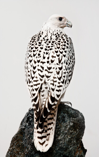Fotografie getiteld "Gyr hunting falcon…" door Tariq Dajani, Origineel Kunstwerk, Digitale fotografie