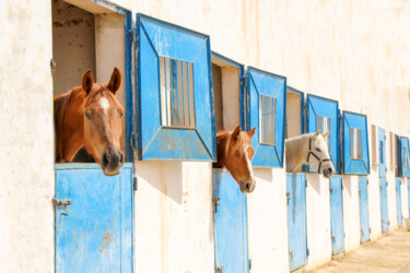 Photographie intitulée "Horse" par Tarkanm, Œuvre d'art originale, Photographie numérique