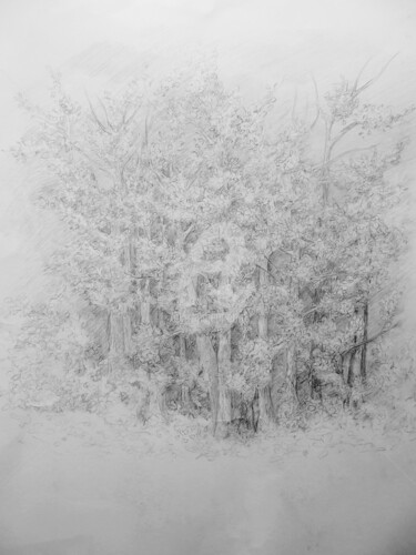 Dessin intitulée "Etude de forêt au c…" par Tassanie All, Œuvre d'art originale, Crayon