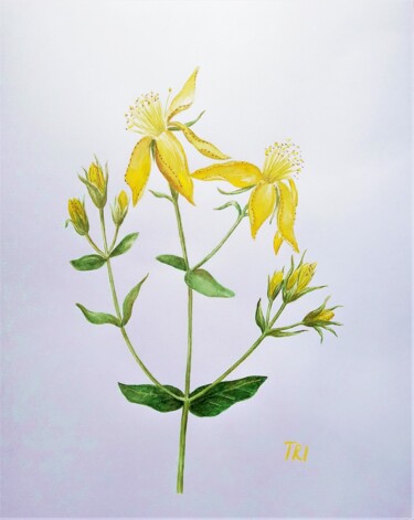 Painting titled "Hypericum perforatum" by Tatiana Ianciu, Original Artwork, Watercolor