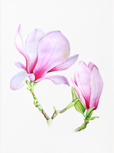 Peinture intitulée "Magnolia" par Tatiana Repesciuc, Œuvre d'art originale, Aquarelle