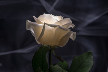 Photographie intitulée "Mystic Rose" par Tatjana Siadova, Œuvre d'art originale, Photographie numérique