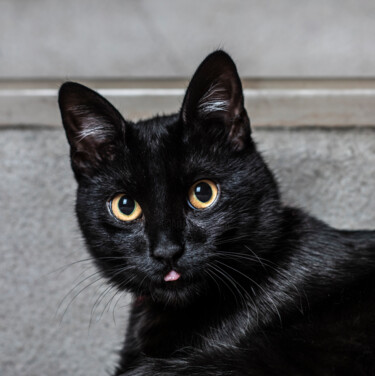 Photography titled "A Black Cat" by Tatjana Siadova, Original Artwork, Digital Photography