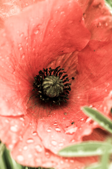 Fotografie mit dem Titel "Poppy" von Tatjana Siadova, Original-Kunstwerk, Digitale Fotografie