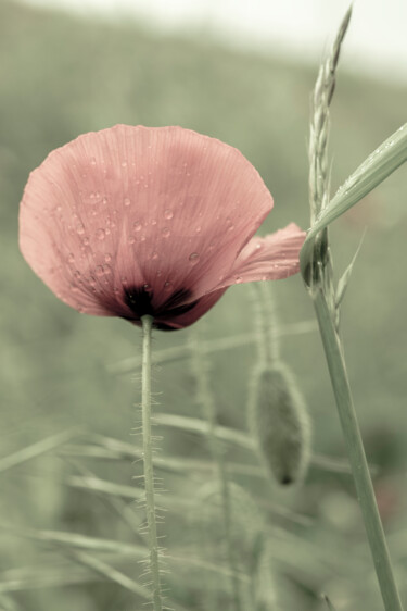 Fotografía titulada "Romantic" por Tatjana Siadova, Obra de arte original, Fotografía digital