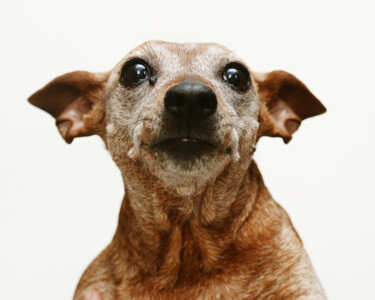 Photographie intitulée ""Old Dog is Beautif…" par Tatsiana Melnikava, Œuvre d'art originale, Photographie numérique