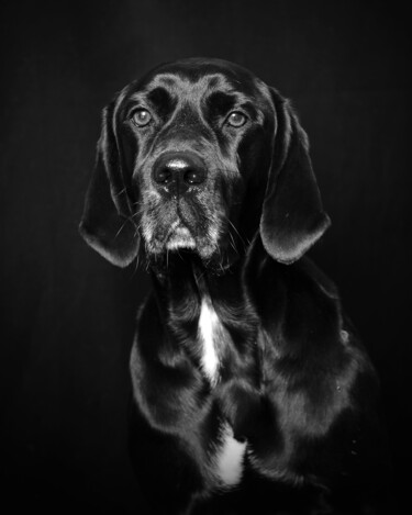 Fotografie getiteld "Black Dog" door Tatsiana Melnikava, Origineel Kunstwerk, Digitale fotografie