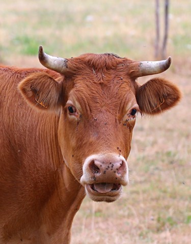 Vache de Race limousine Photographie intitulée "Vache de Race limou…" par Tc.Photographie, Œuvre d'art originale, Photographie numérique