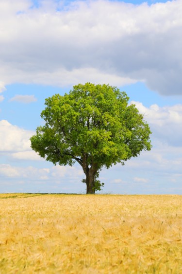 champs de blé et son arbre Photographie intitulée "champs de blé et so…" par Tc.Photographie, Œuvre d'art originale, Photographie numérique