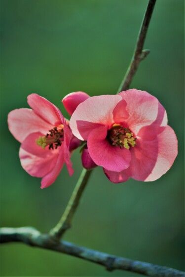 Фотография под названием "fleur en bordure du…" - Tc.Photographie, Подлинное произведение искусства, Цифровая фотография