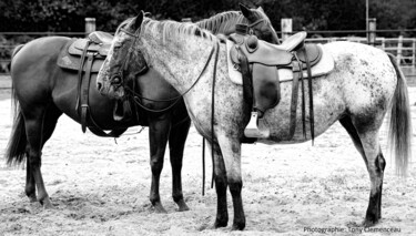 Photography titled "Chevaux du ranch" by Tc.Photographie, Original Artwork, Digital Photography