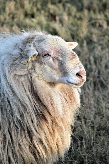 Fotografie getiteld "Mouton dans le près" door Tc.Photographie, Origineel Kunstwerk, Digitale fotografie