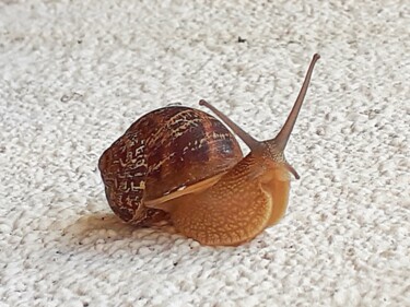 Photography titled "Escargot" by Tc.Photographie, Original Artwork, Digital Photography